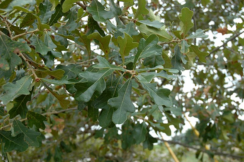 Quercus Boyntonii