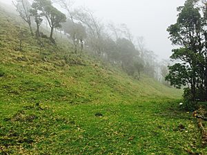 Archivo:Reforestar