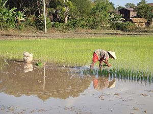 Archivo:Rice planting near Champasak (Laos)