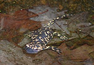 Archivo:Salamandra salamandra gallaica1