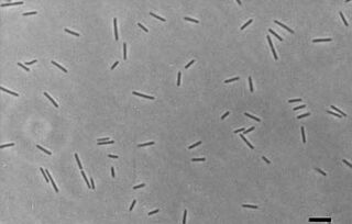 Salinibacter ruber.jpg