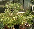 Sedum oxypetalum 01 ies