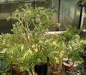 Archivo:Sedum oxypetalum 01 ies