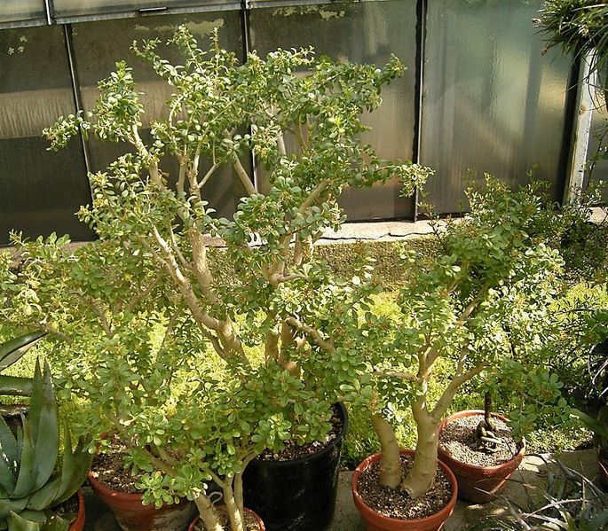 Sedum oxypetalum 01 ies