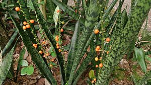Archivo:Snake Plant (Sansevieria trifasciata) with fruit 1
