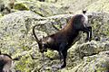 Spanish Ibex AdeFrias