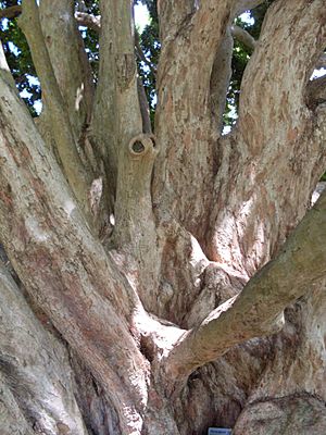 Archivo:Syzygium francisii bark