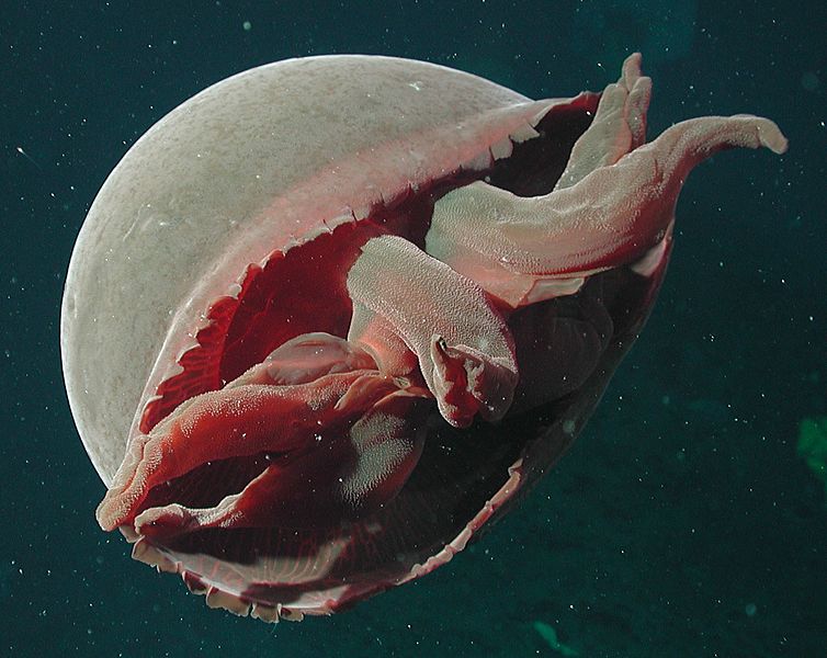 Tiburonia granrojo- noaa expl0827