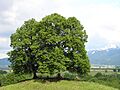 Tilia cordata 60