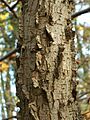Ulmus minor suberosa kz