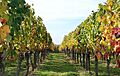 Vigne - Vignes en automne