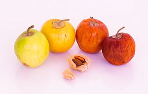 Archivo:Ziziphus mauritiana fruit