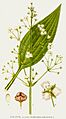 484 Alisma plantago-aquatica