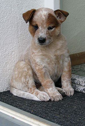 Archivo:ACD puppy Silverbarn's Noomi x