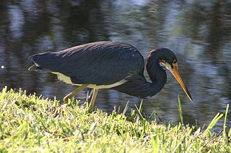 Adult Tricolored Heron