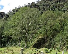 Aliso - Cerezo (Alnus jorullensis - acuminata) - Flickr - Alejandro Bayer