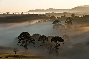 Archivo:Araucárias ao fundo Parque Nacional da Serra da Bocaina.