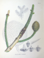 Araucaria cunninghamii SZ139