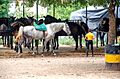 Arroyo-frio-jaen-yeguas-y-caballos-paseo-septiembre-2019