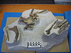 Archivo:Block mit Europasaurusknochen