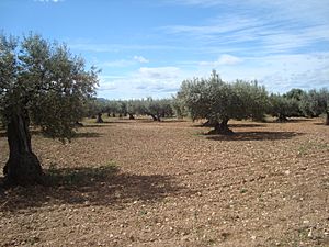 Archivo:Camp d'oliveres, oliveral (La Vall d'Alba)