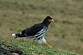 Carunculated Caracara 2015-06-03 (6) (26437827798)