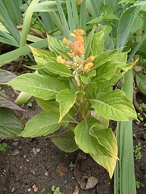 Archivo:Celosia argentea cristata 2