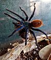 Chromatopelma cyaneopubescens en Zoológico de Paraguaná