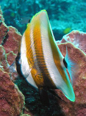 Archivo:Coradion chrysozonus2