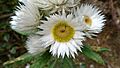Coronidium elatum flower (16205229281)
