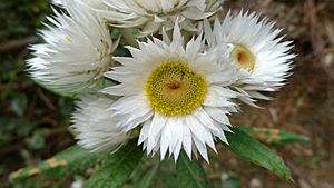 Archivo:Coronidium elatum flower (16205229281)