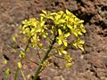 Descurainia bourgaeana Tenerife 2