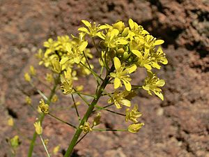 Archivo:Descurainia bourgaeana Tenerife 2