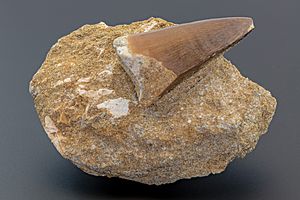 Archivo:Diente de Mosasaurus, Khouribga, Marruecos, 2021-01-15, DD 554-579 FS