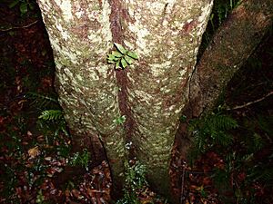 Archivo:Diospyros pentamera Budderoo National Park