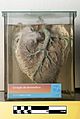 Dromedary heart