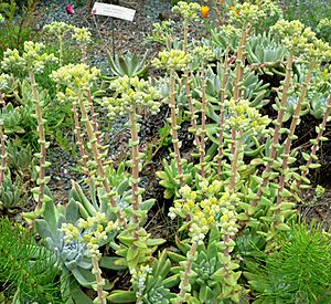 Archivo:Dudleya greenei 1