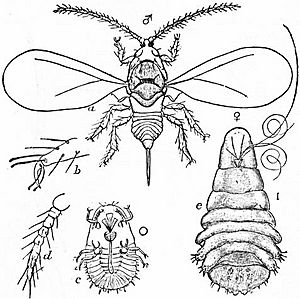 Archivo:EB1911 Hemiptera - Fig. 12.—Apple Scale Insect