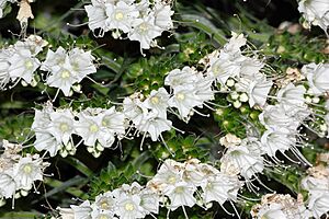 Archivo:Echium simplex fg02