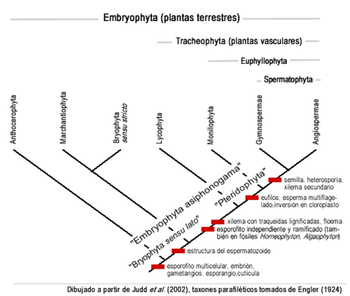 Archivo:Embryophyta monofileticos