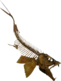 Enchodus Swimming Down