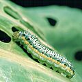Evergestis rimosalis larva