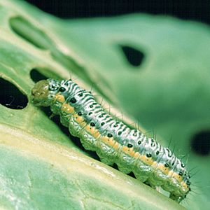 Archivo:Evergestis rimosalis larva