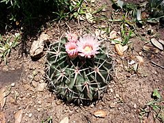 Archivo:Ferocactus Macrodiscus