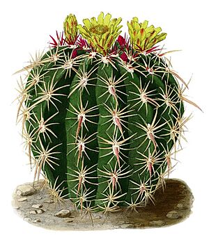 Archivo:Ferocactus viridescens BlKakteenT177