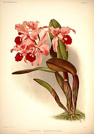 Archivo:Frederick Sander - Reichenbachia I plate 12 (1888) - Cattleya lawrenceana