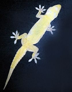 Archivo:Gecko feet
