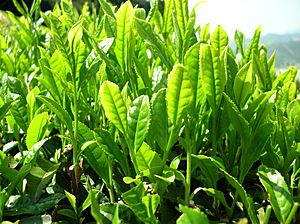 Archivo:Green tea leaves