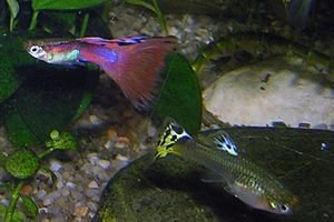 Archivo:Guppy-Male-and-Female