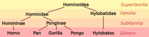 Hominoid taxonomy 3 es.svg